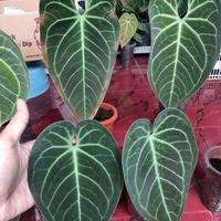 Gambar anthurium kuping gajah hybrid dari Okanoka.indonesia undefined 2 Tokopedia
