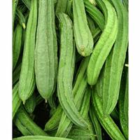 Gambar oyong 1 kg dari BAKULNYA SAYUR_NEW undefined 2 Tokopedia
