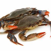 Gambar Kepiting Bertelur Segar 1 Kg dari PASAR SEGAR CIPULIR undefined 2 Tokopedia