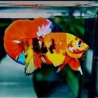 Gambar ikan cupang hias multicolor dari JUNIOR 86 undefined 1 Tokopedia