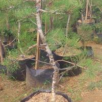 Gambar Pohon Cemara Udang Bonsai dari TANAMAN1000 undefined 1 Tokopedia