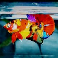Gambar ikan cupang hias multicolor dari JUNIOR 86 undefined 2 Tokopedia
