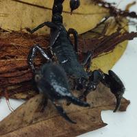 Gambar asian forest scorpion afs / kalajengking hutan asia dari bralingexoticpets undefined 2 Tokopedia