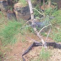 Gambar Pohon Cemara Udang Bonsai dari TANAMAN1000 undefined 3 Tokopedia
