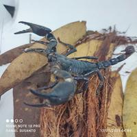 Gambar asian forest scorpion afs / kalajengking hutan asia dari bralingexoticpets undefined 5 Tokopedia