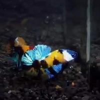 Gambar ikan cupang hias multicolor dari JUNIOR 86 undefined 4 Tokopedia