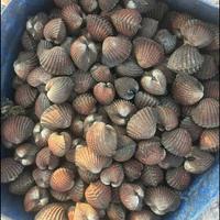 Gambar Kerang Dara 1kg dari Sayuran Segar Jaya undefined 1 Tokopedia