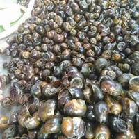 Gambar keong sawah/keong mas 1kg dari Wans Store ind undefined 1 Tokopedia