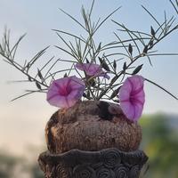 Gambar RARE! [BIBIT TANAMAN LANGKA CAUDEX SUKULEN IMPORT] Ipomoea Bolusiana dari Nongnam Life undefined 2 Tokopedia
