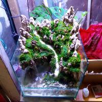 Gambar paludarium hardscape costum 30cm dari Hoihoiaquatic undefined 2 Tokopedia
