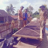 Gambar Kopi Lampung, Kopi Bubuk, Kopi Putri Malu 200gr, Robusta Petik Merah dari Bintang Crtv undefined 5 Tokopedia