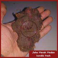 Gambar Jahe merah 1 kg/ Jahe merah Medan segar dari OkBr undefined 4 Tokopedia