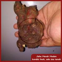 Gambar Jahe merah 1 kg/ Jahe merah Medan segar dari OkBr undefined 2 Tokopedia