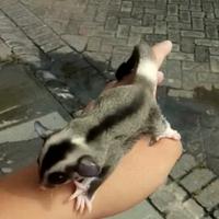 Gambar sugar glider low mozaik ring tail dari toms exopet undefined 2 Tokopedia