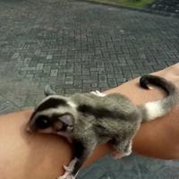 Gambar sugar glider low mozaik ring tail dari toms exopet undefined 4 Tokopedia