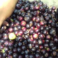 Gambar Buah GOWOK 1KG dari rusuhbfstore undefined 2 Tokopedia