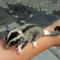 Gambar sugar glider low mozaik ring tail dari toms exopet undefined 3 Tokopedia