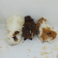 Gambar MARMUT GUINEA PIG LOKAL JABODETABEK ONLY GRAB GOJEK LINCAH GESIT IMUT - sepasang dari RFAM JAYA PETSTORE undefined 2 Tokopedia