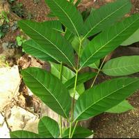 Gambar (Fresh)Daun Mahoni untuk Ecoprint/10 lembar dari Sibolang alam undefined 1 Tokopedia