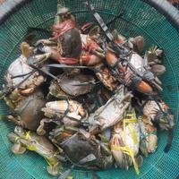 Gambar kepiting bakau hidup dari SAMUDRA.BERKAT ABADI.SEAFOOD undefined 1 Tokopedia
