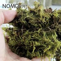 Gambar Forest Moss 500 Grm Alas Kandang Bedding Hewan Reptil Nomoy NC-01 dari Hobikura.id undefined 3 Tokopedia