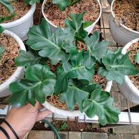 Gambar Philodendron Atom / Philo Atom / Tanaman Hias dari Buana Landscape undefined 1 Tokopedia