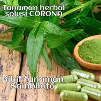 Gambar bibit tanaman herbal sambiloto sambiroto dari Gubuk Papringan undefined 4 Tokopedia