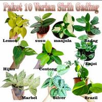 Gambar paket 10 varian tanaman sirih gading dari KIS Garden undefined 1 Tokopedia