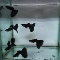 Gambar Guppy Black Moscow dari GANSA.FISH undefined 2 Tokopedia