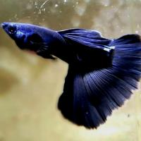 Gambar Guppy Black Moscow dari GANSA.FISH undefined 1 Tokopedia