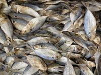 Gambar Ikan Asin Selar Jawa 250gr dari Ikan Asin GBH undefined 3 Tokopedia