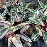 Gambar CALATHEA TRICOLOR POLIBAG dari Toko Kebunraya undefined 1 Tokopedia