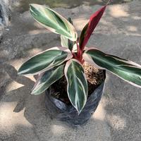 Gambar CALATHEA TRICOLOR POLIBAG dari Toko Kebunraya undefined 4 Tokopedia