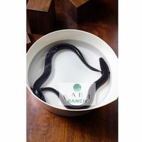 Gambar Ikan Sidat / Unagi Hidup per Ekor Berat 200-250 gram dari BABA Ranch undefined 1 Tokopedia