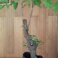 Gambar bonsai rukem bisa berbuah unik dari NauraStarShop undefined 1 Tokopedia