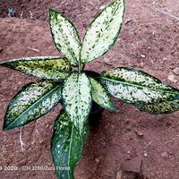 Gambar aglonema bisa cod bergaransi dari zura florist_NEW undefined 1 Tokopedia