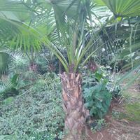 Gambar pohon palem sinensis, Tinggi 2 meter. dari Mpim Taman Hias undefined 1 Tokopedia