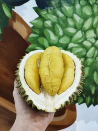 Gambar Durian Kupas Musang King Fresh 480-500 Gr - FRESH dari kangenduren undefined 2 Tokopedia