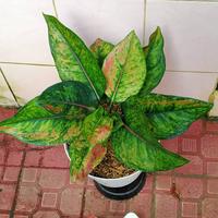 Gambar Aglonema Heng Heng dewasa super dari P.W STORE NURSERY undefined 1 Tokopedia