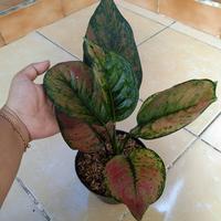 Gambar Aglonema Heng Heng dewasa super dari P.W STORE NURSERY undefined 4 Tokopedia