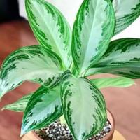 Gambar tanaman hias aglonema diefen silver day/leaf oval dari dyas farm garden undefined 1 Tokopedia