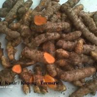 Gambar Kunyit Segar Kunyit Kunir Fresh Asli Herbal Kualitas Bagus dari Klorofil Hijau undefined 2 Tokopedia