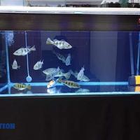 Gambar Stiker kaca Background aquarium / scotlite Hitam Glossy lebar 45cm dari Solution Artistik undefined 2 Tokopedia
