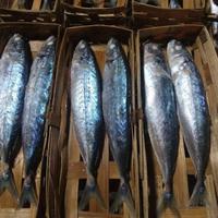 Gambar IKAN CUE KERANJANG ( TONGKOL / SALEM / KEMBUNG ) dari Angkasa Fresh Market undefined 2 Tokopedia