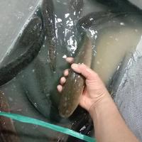 Gambar ikan gabus hidup dari sukses samudera undefined 3 Tokopedia