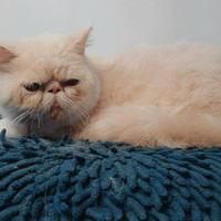 Gambar kucing persia peaknose dari Putri Cattery undefined 2 Tokopedia