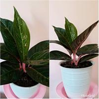 Gambar aglonema Hot lady black dari P.W STORE NURSERY undefined 1 Tokopedia
