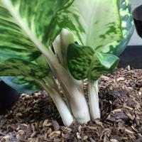 Gambar aglonema diven candi dari P.W STORE NURSERY undefined 3 Tokopedia