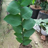 Gambar pohon dolar jumbo dari dayplant landscape undefined 1 Tokopedia