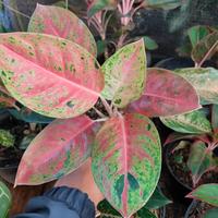Gambar aglonema bigroy mutasi merah dari P.W STORE NURSERY undefined 3 Tokopedia